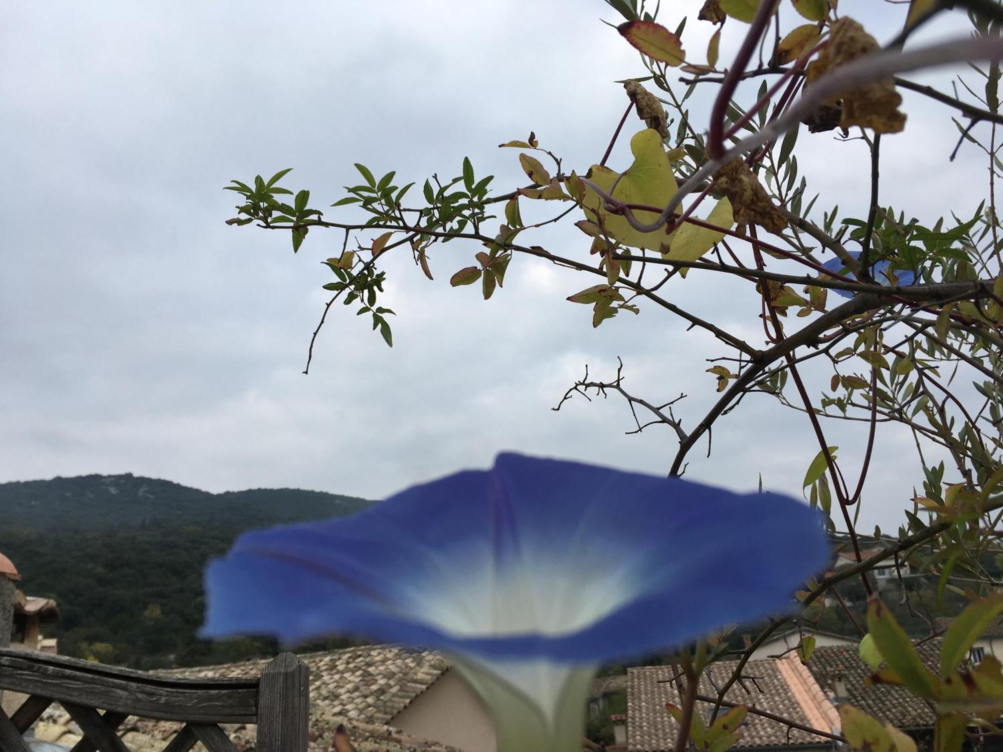 Les Asphodeles Saint-Hippolyte-du-Fort Exterior foto